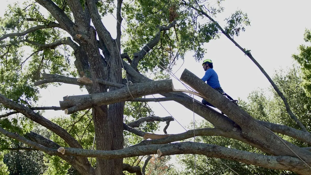 Professional Hazardous Tree Removal performed by certified arborists in Roby